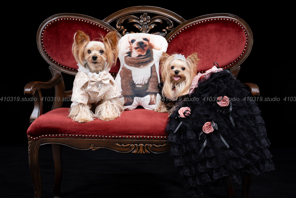 ヨーキー 410319.studio