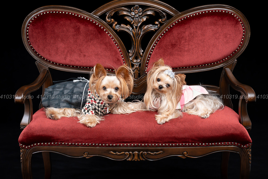 ヨーキー 410319.studio