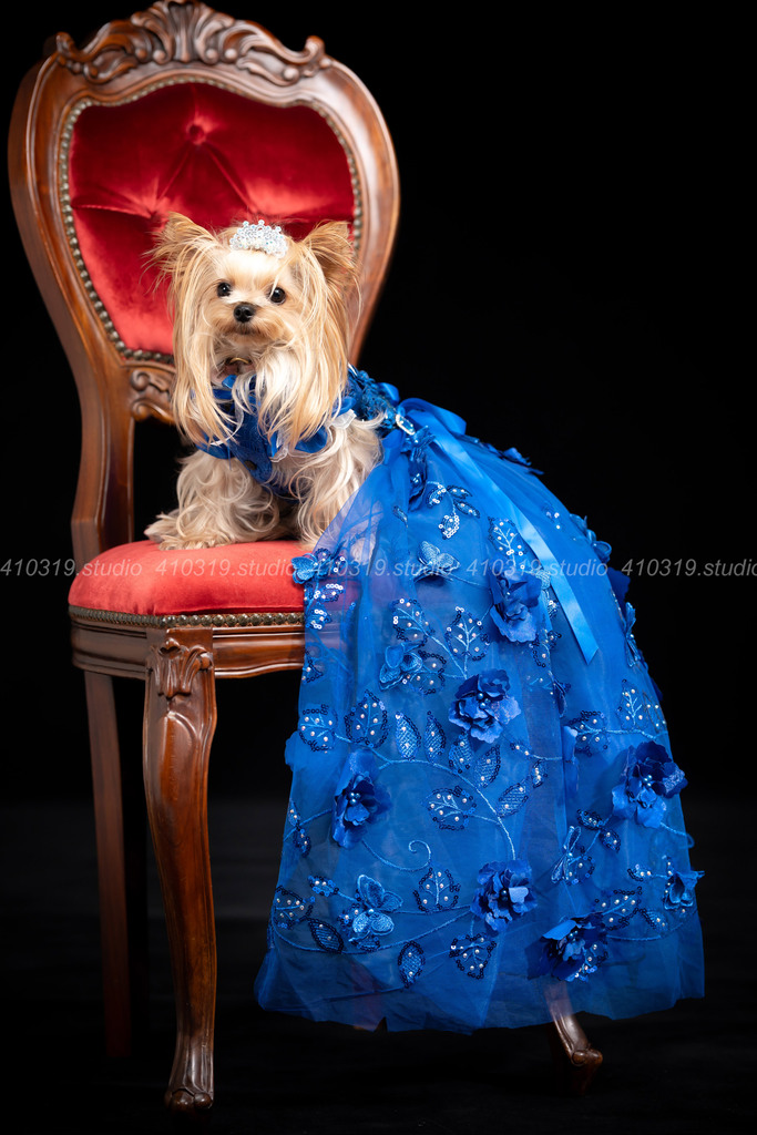 ヨーキー 410319.studio