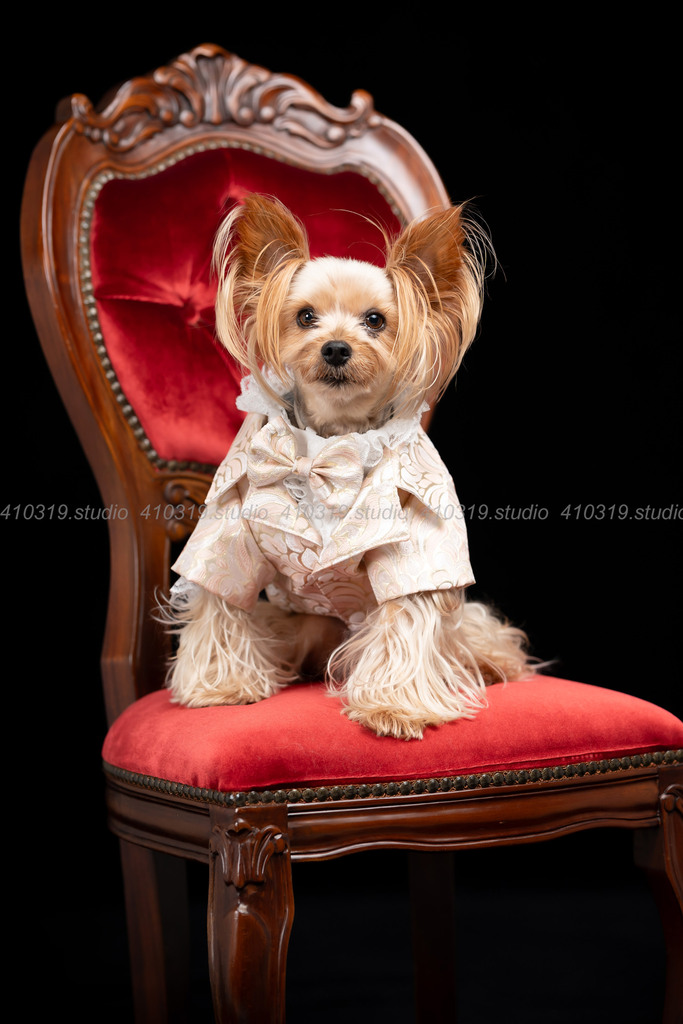 ヨーキー 410319.studio