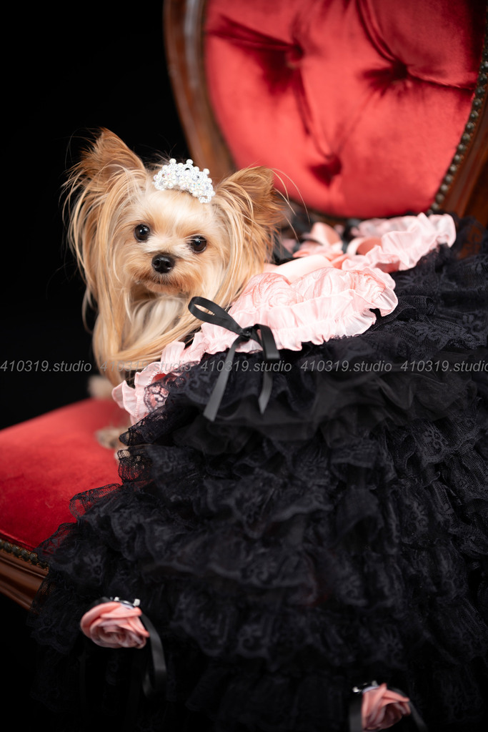 ヨーキー 410319.studio