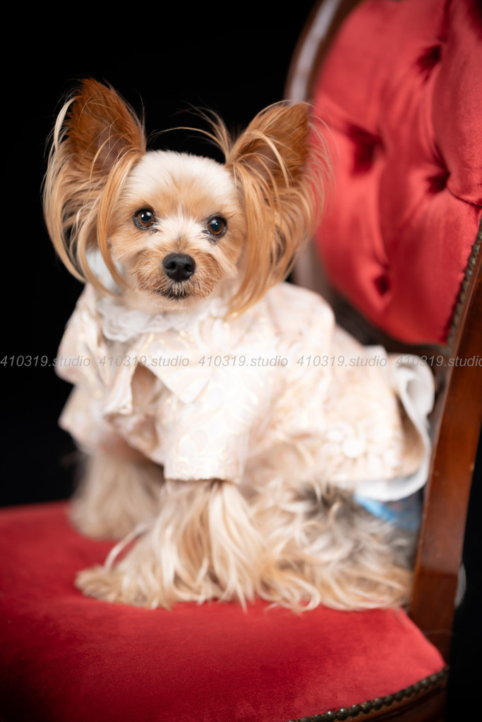 ヨーキー 410319.studio