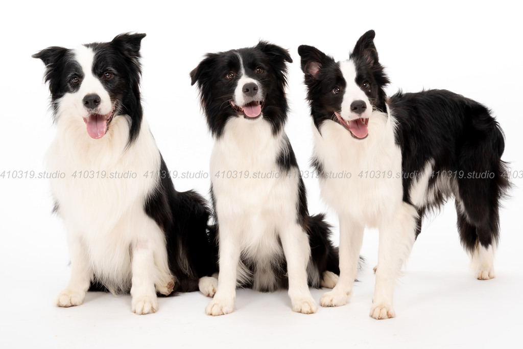 ボーダーコリー 410319.studio