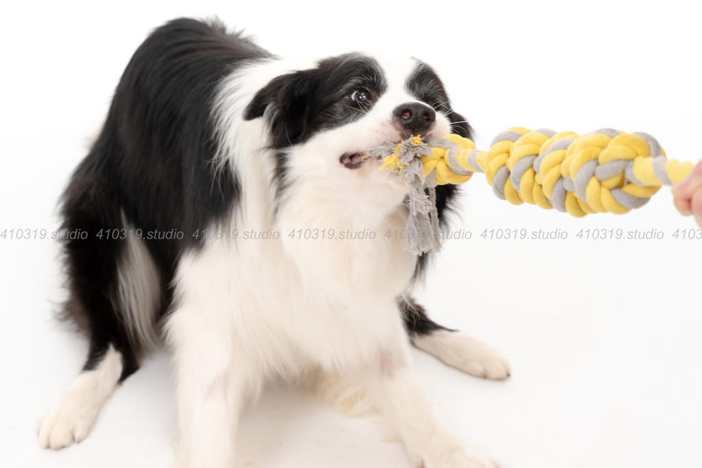 ボーダーコリー 410319.studio