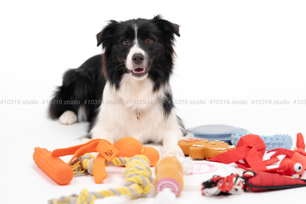 ボーダーコリー 410319.studio