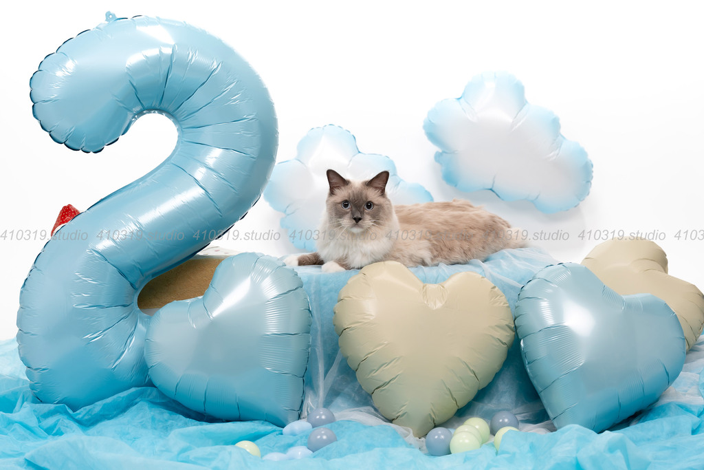 ラグドール 410319.studio