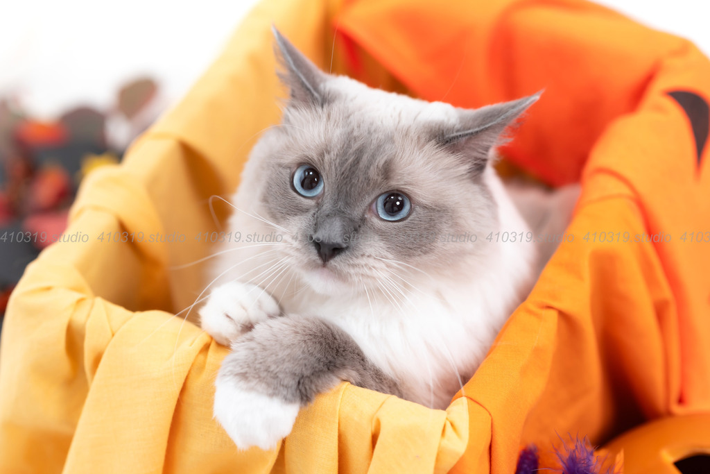 ラグドール 410319.studio