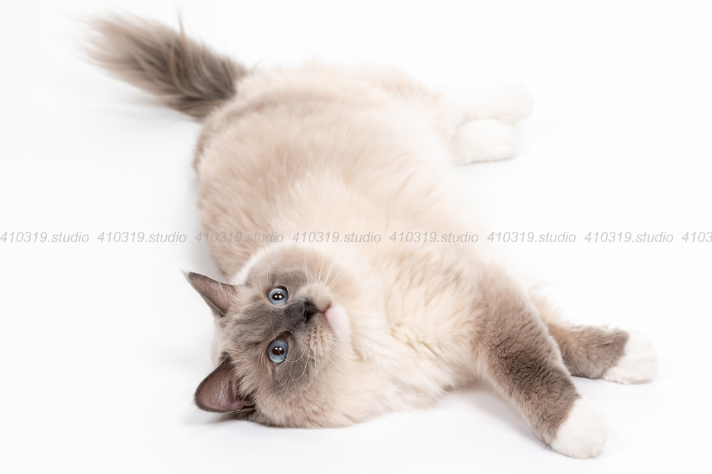 ラグドール 410319.studio