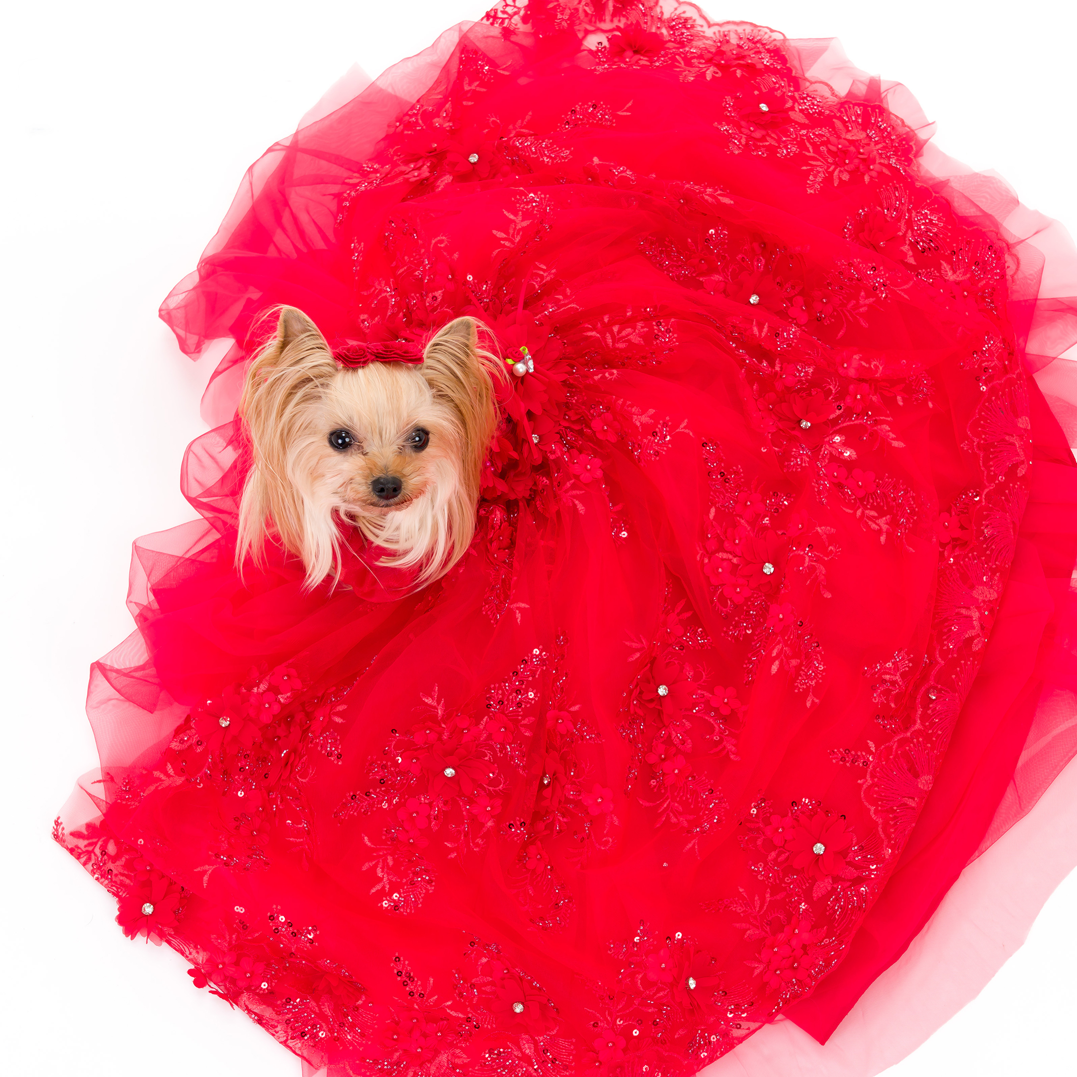 ふぉとさいく撮影サンプル