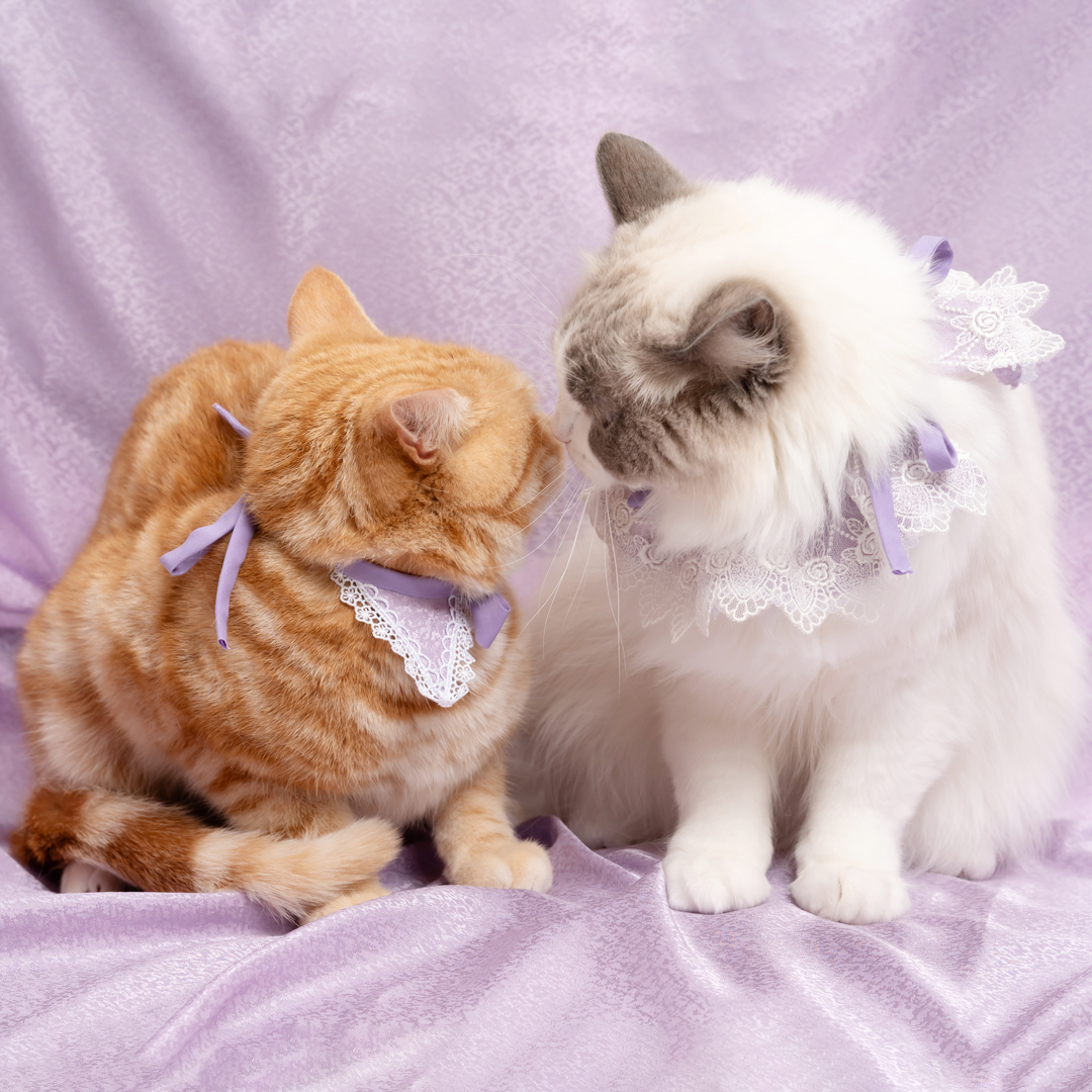 ふぉとさいく撮影サンプル