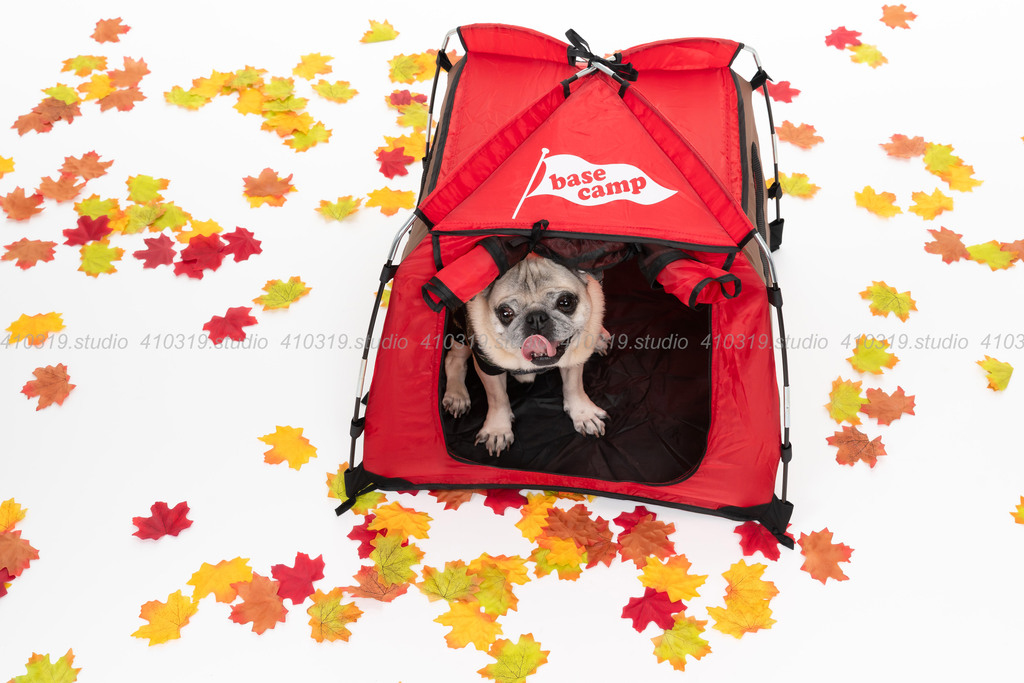 パグ 410319.studio