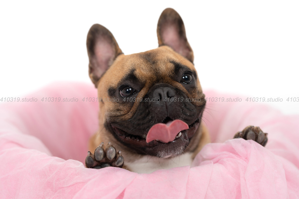 フレンチブルドッグ 410319.studio