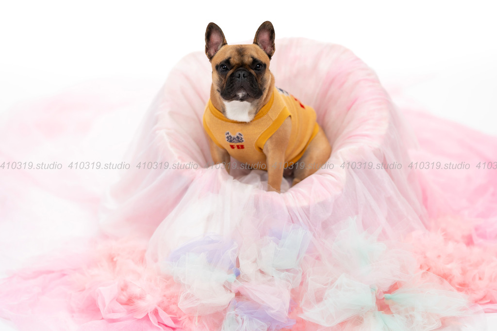 フレンチブルドッグ 410319.studio