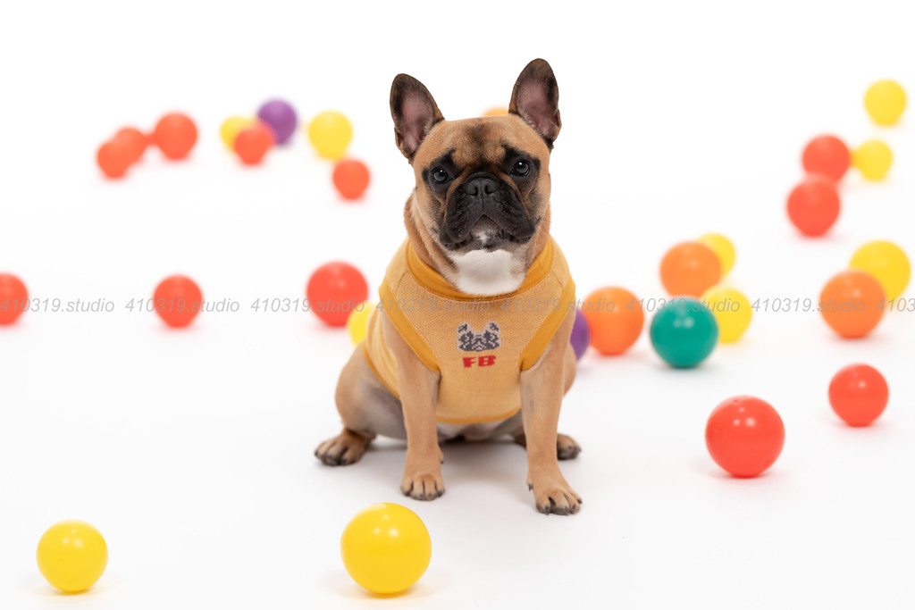 フレンチブルドッグ 410319.studio