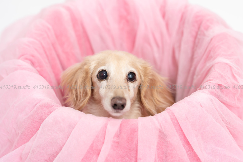 ミニチュアダックス 410319.studio