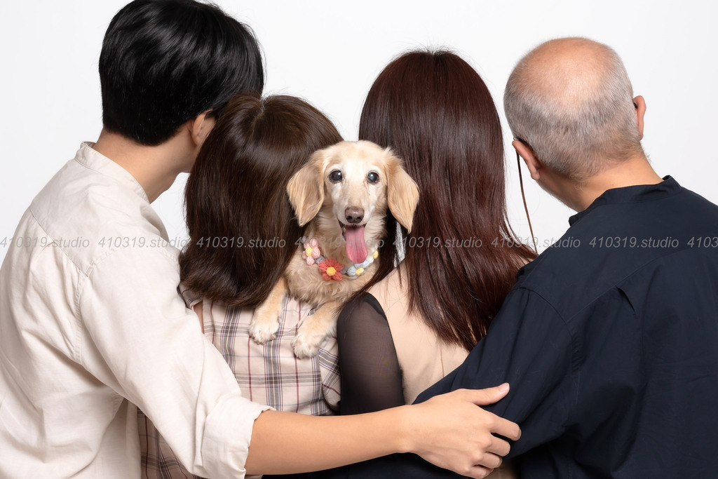 ミニチュアダックス 410319.studio