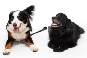 バーニーズ ミックス犬 410319.studio