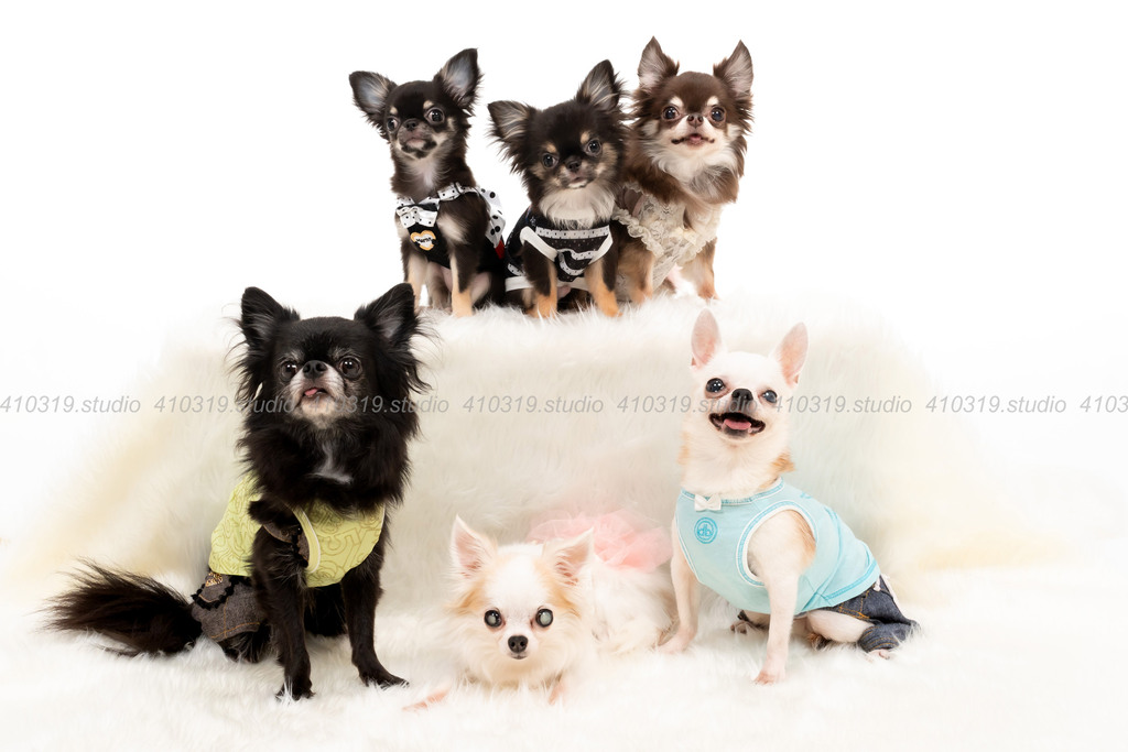 チワワ 410319.studio