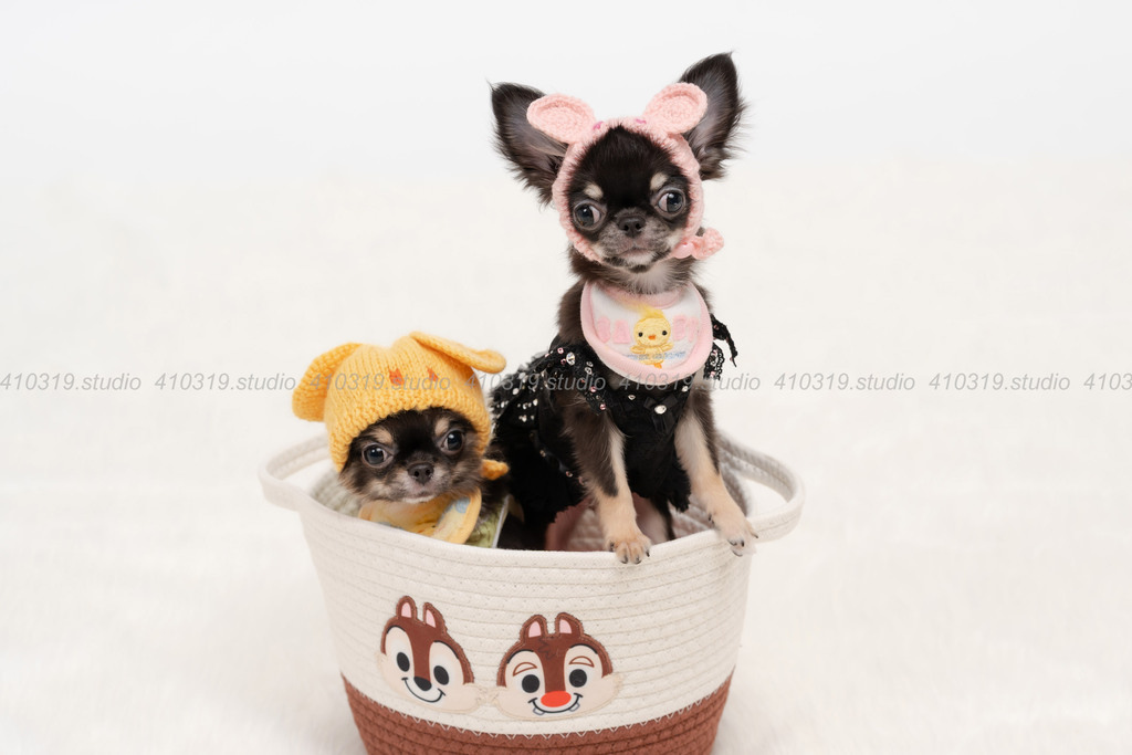 チワワ 410319.studio