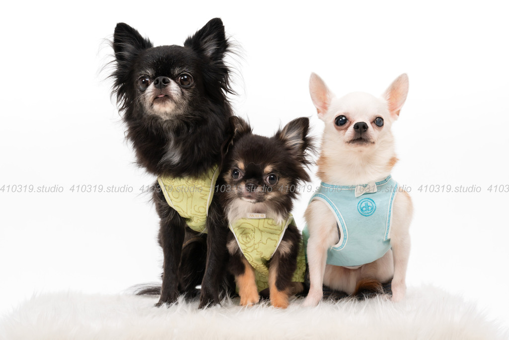 チワワ 410319.studio