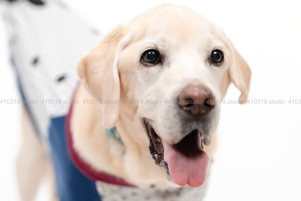 ラブラドールレトリバー 410319.studio