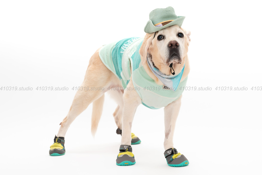 ラブラドールレトリバー 410319.studio