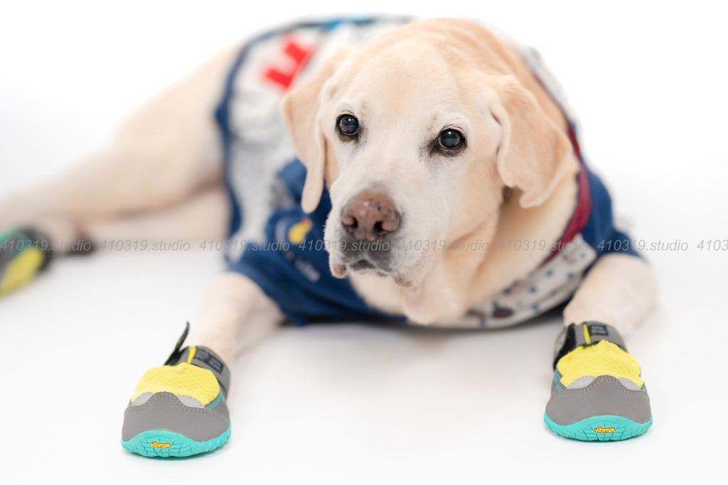 ラブラドールレトリバー 410319.studio