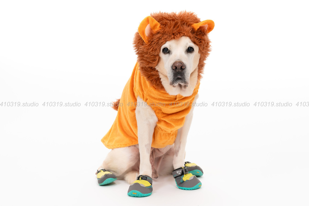 ラブラドールレトリバー 410319.studio