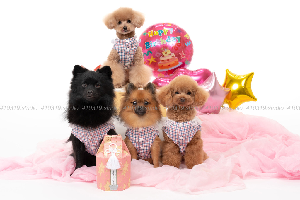 ポメラニアン トイプードル 410319.studio