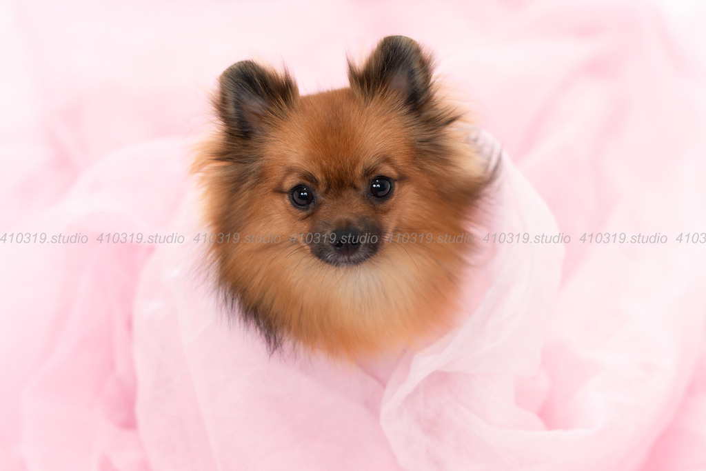 ポメラニアン 410319.studio