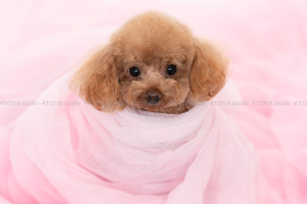 トイプードル 410319.studio