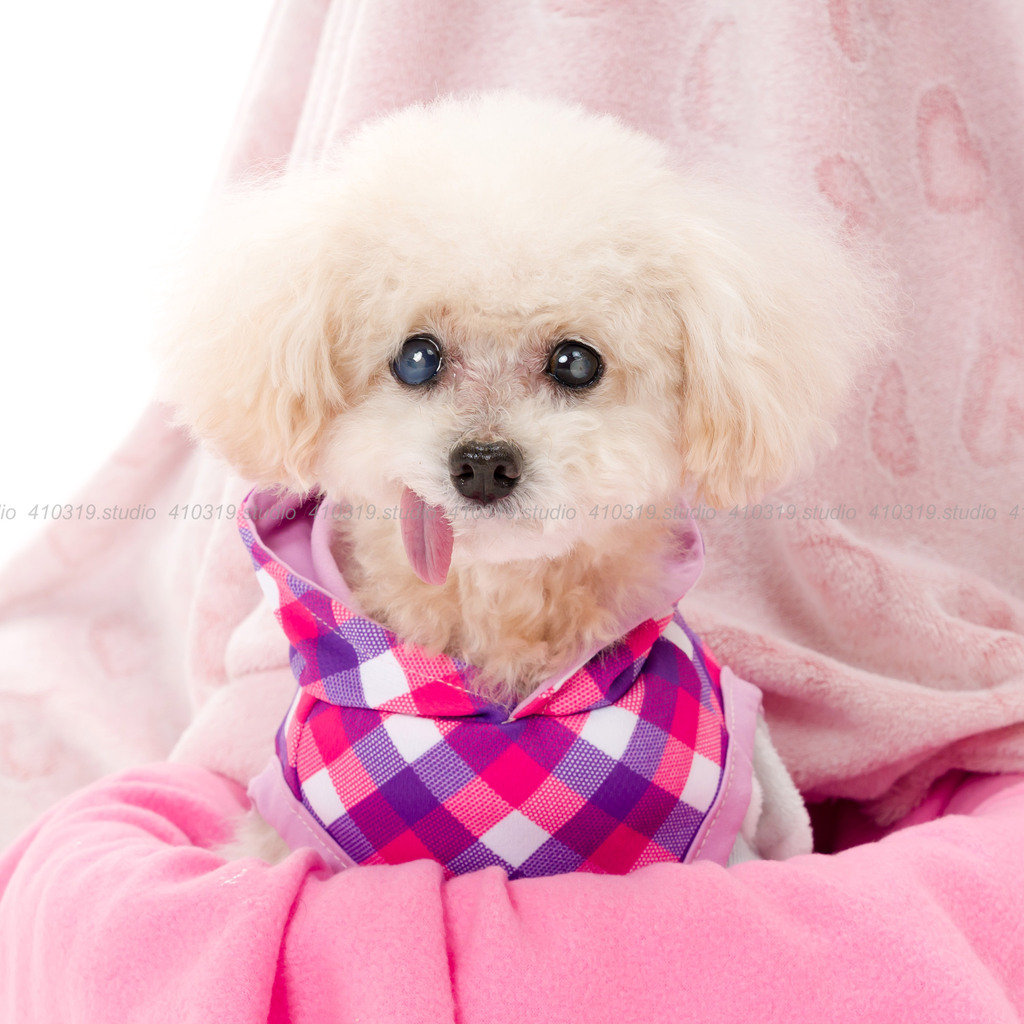 トイプードル 410319.studio