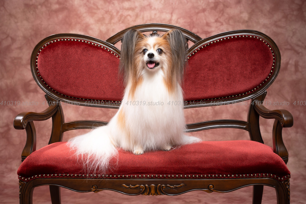 パピヨン 410319.studio