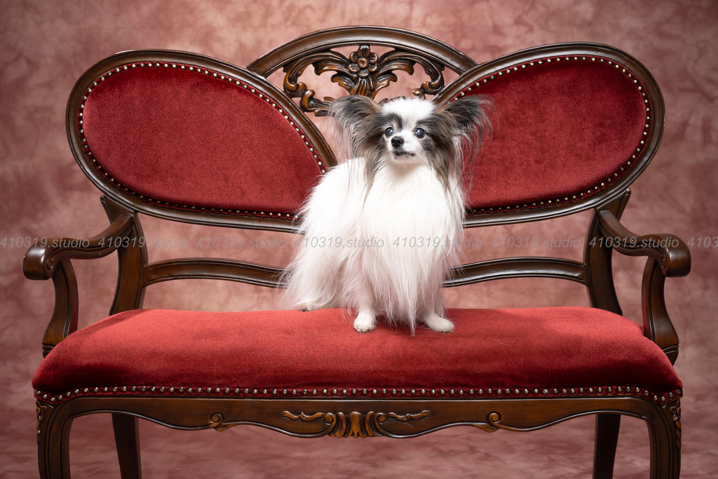 パピヨン 410319.studio