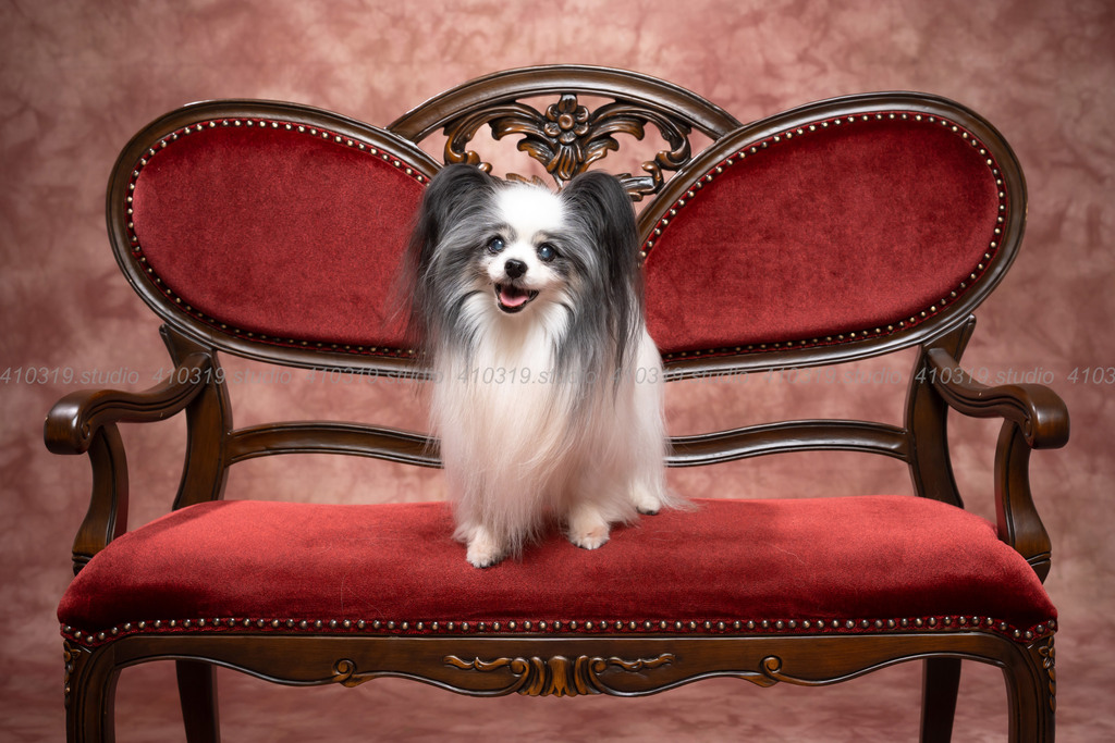 パピヨン 410319.studio