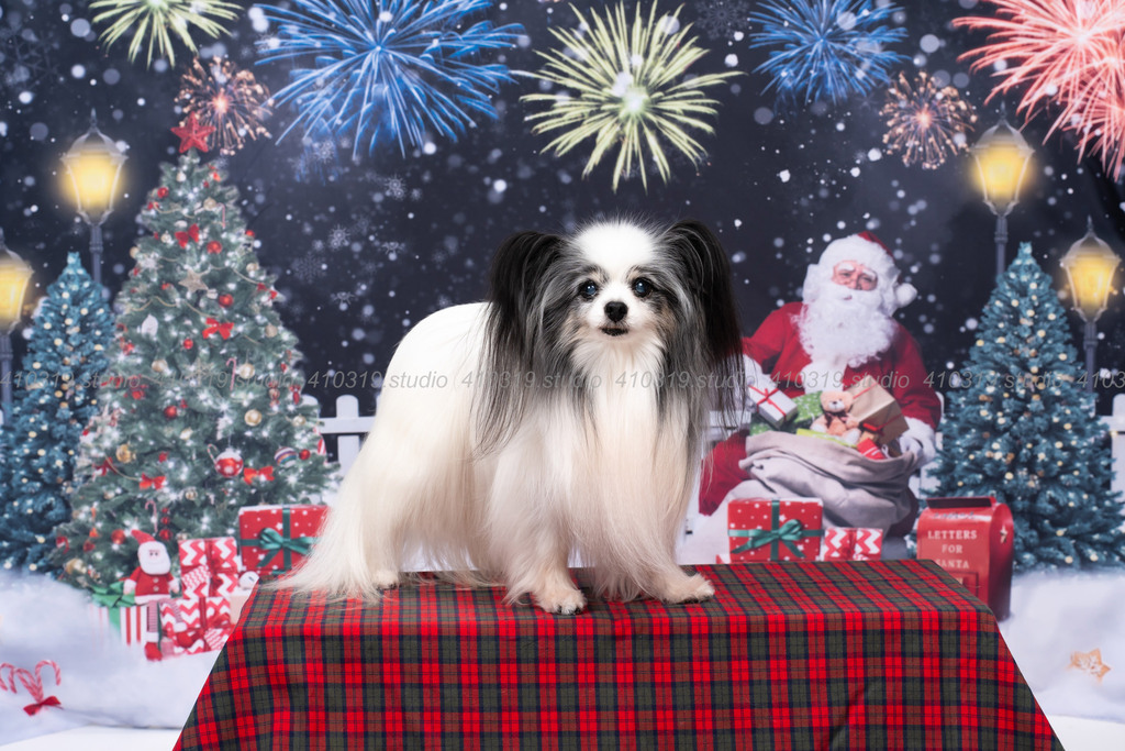 パピヨン 410319.studio