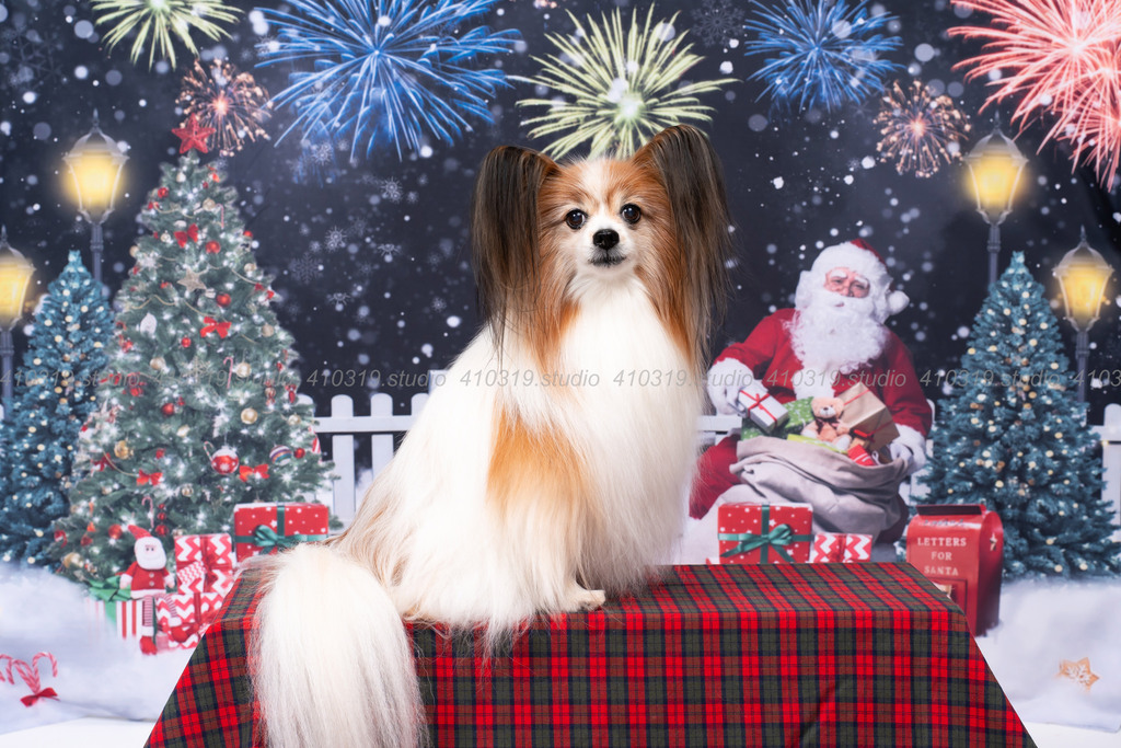 パピヨン 410319.studio