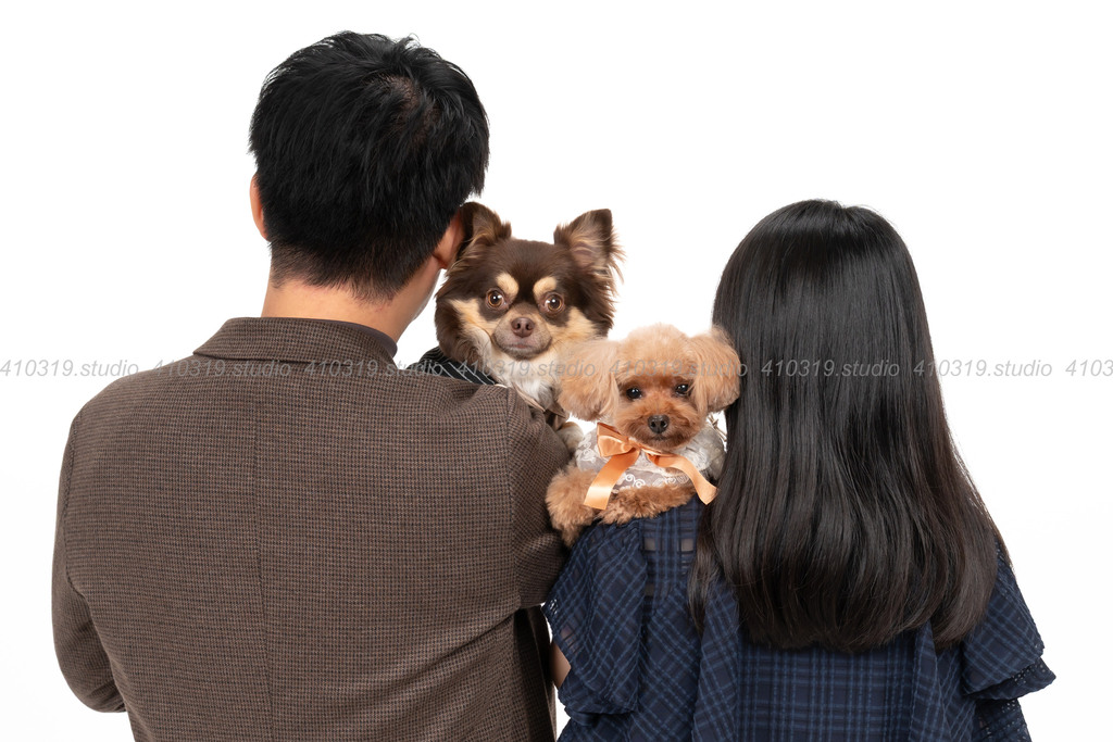 チワワ トイプードル 410319.studio