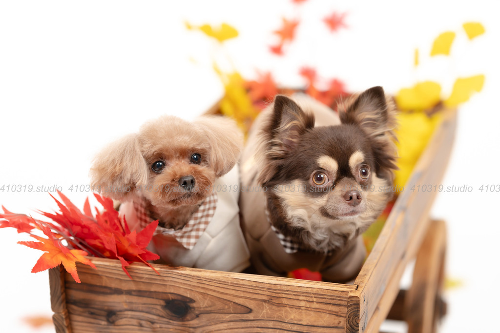 チワワ トイプードル 410319.studio