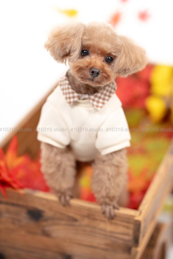 トイプードル 410319.studio