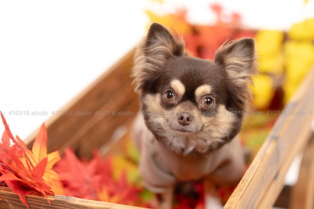 チワワ 410319.studio