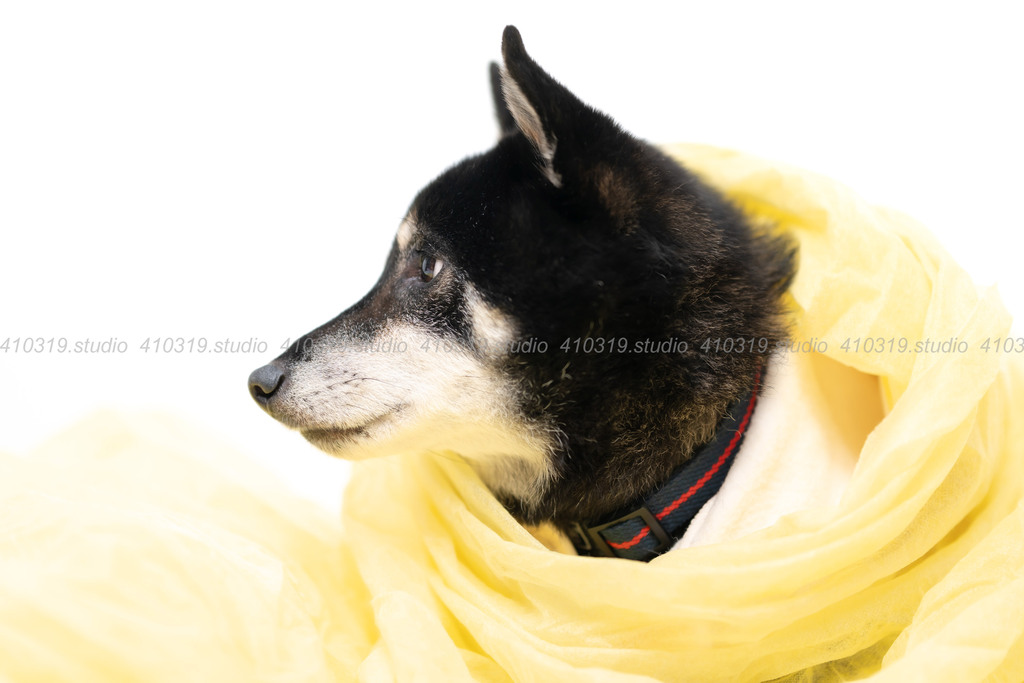 柴犬 410319.studio