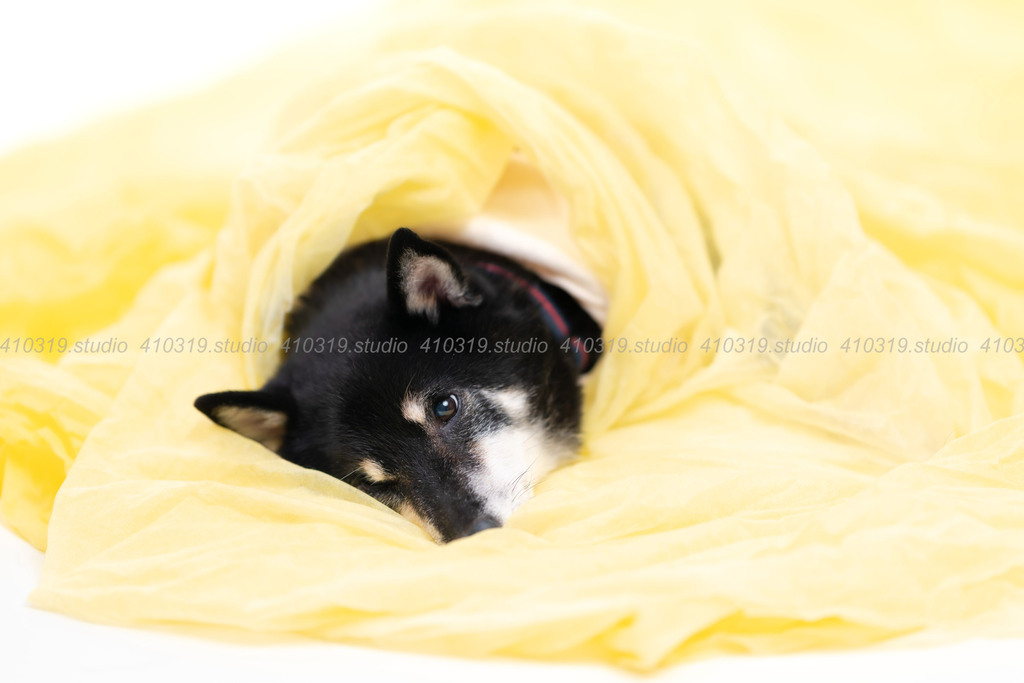 柴犬 410319.studio