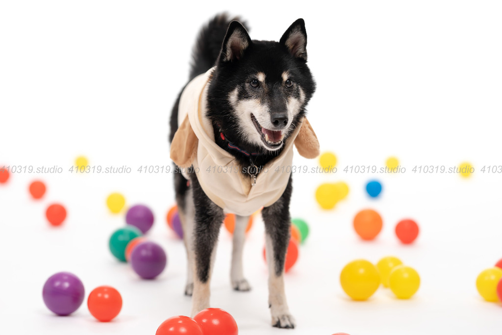 柴犬 410319.studio