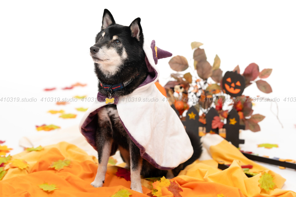 柴犬 410319.studio