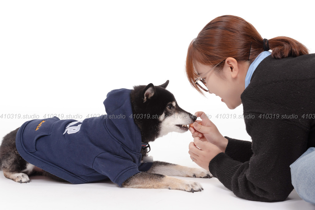 柴犬 410319.studio