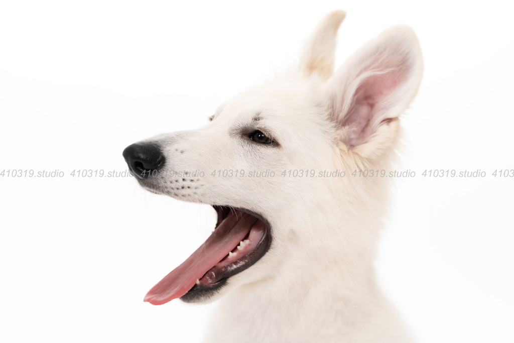 ホワイトスイスシェパード 410319.studio
