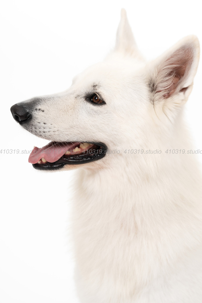 ホワイトスイスシェパード 410319.studio