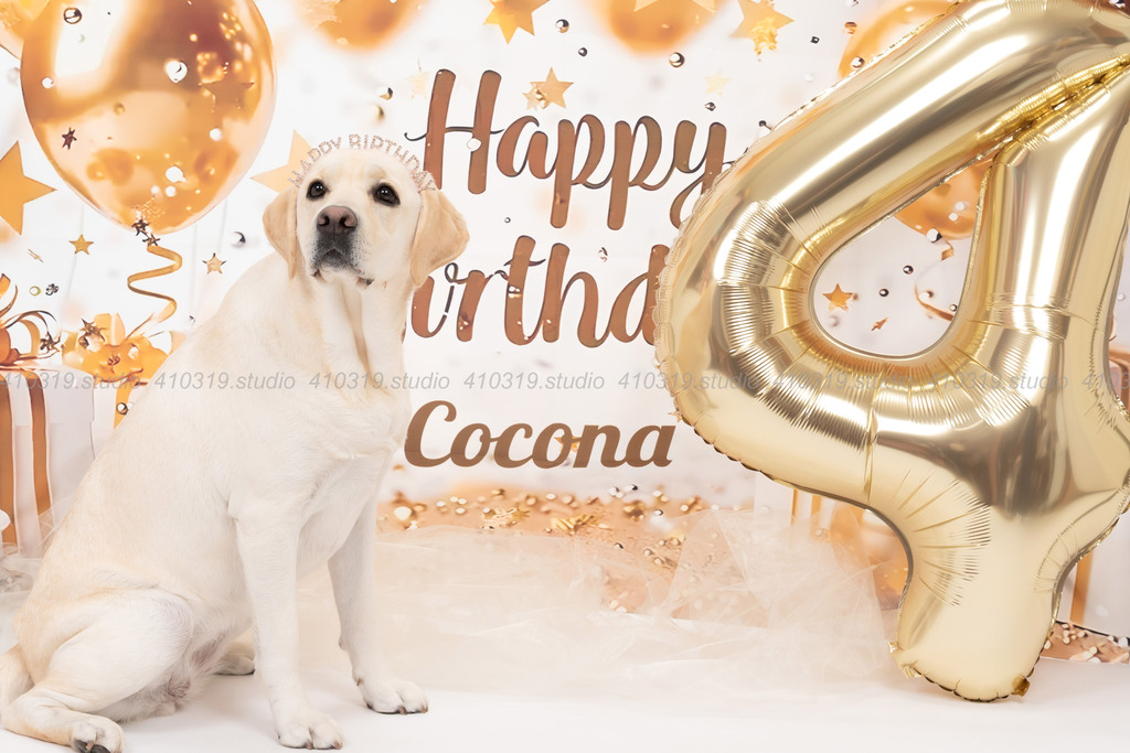 ラブラドールレトリバー 410319.studio