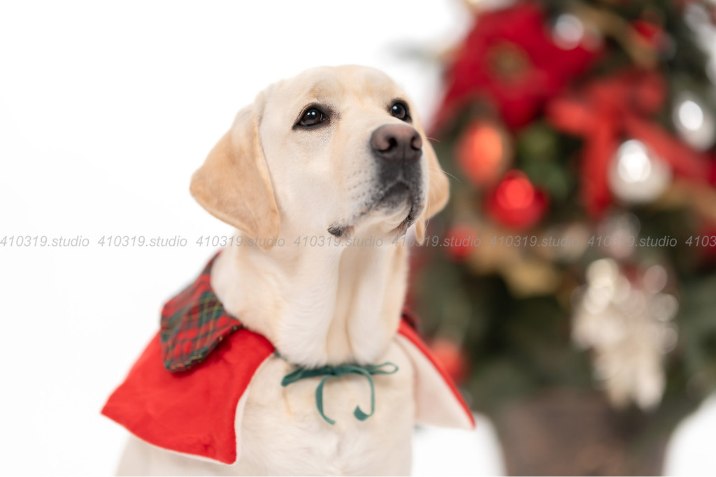 ラブラドールレトリバー 410319.studio